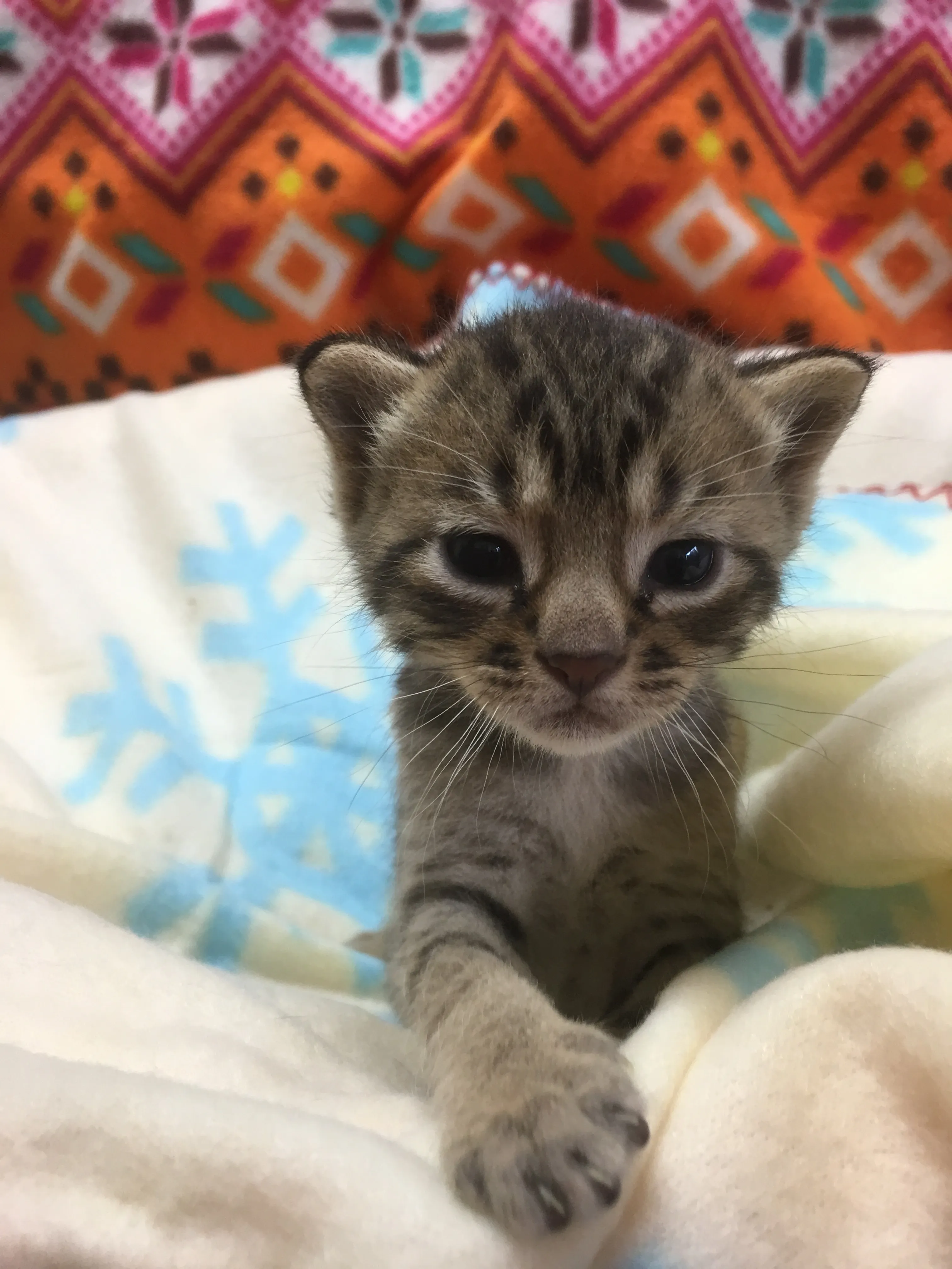 ID:1606-00256の子猫
