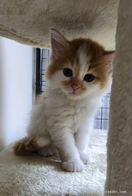 ID:2205-01124の子猫