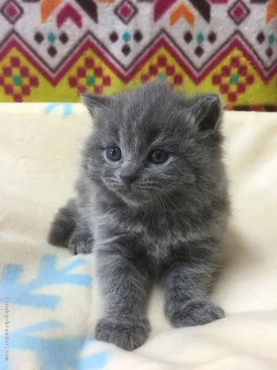 ID:1606-00259の子猫