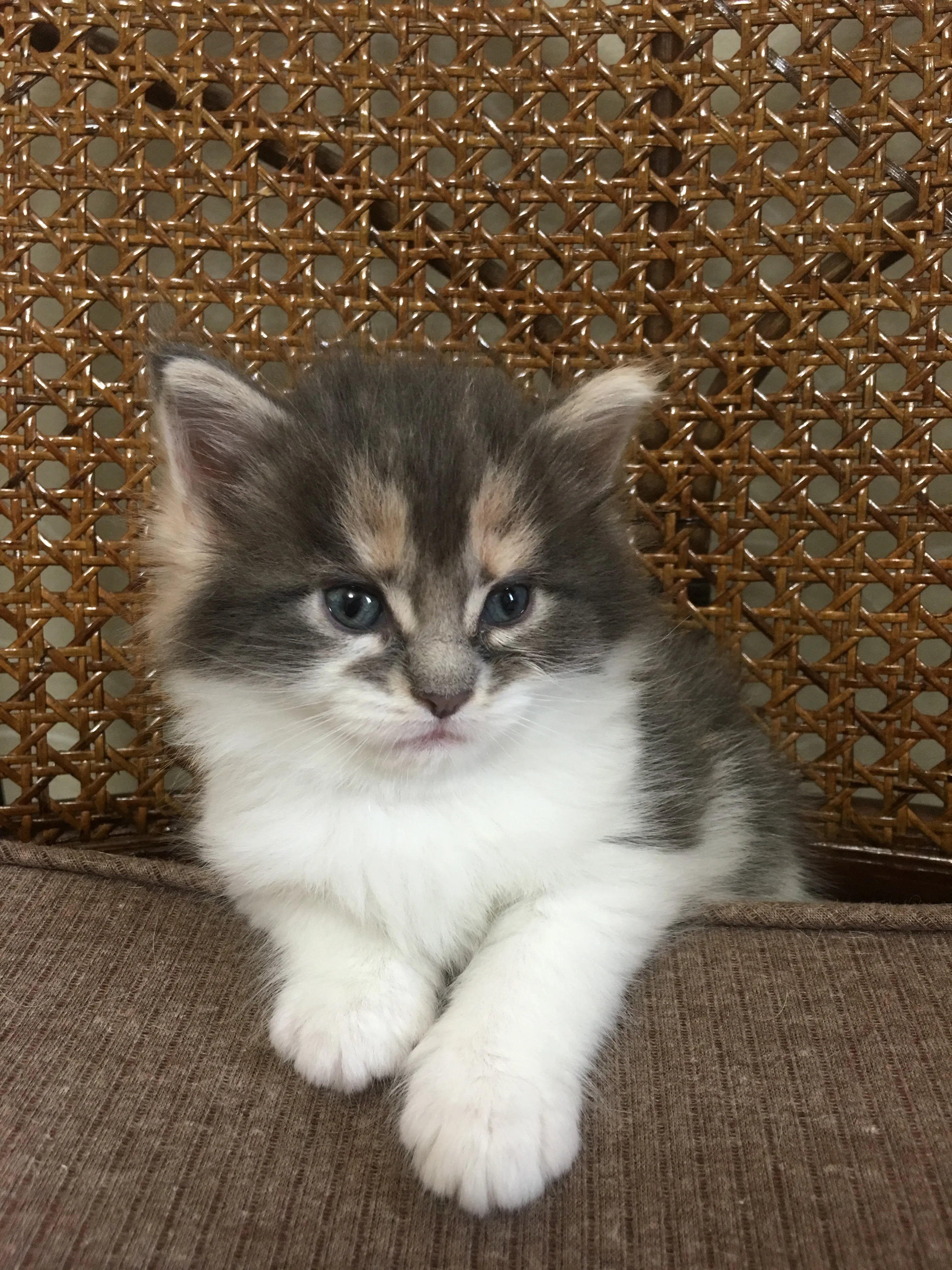 ID：1607-00166の子猫