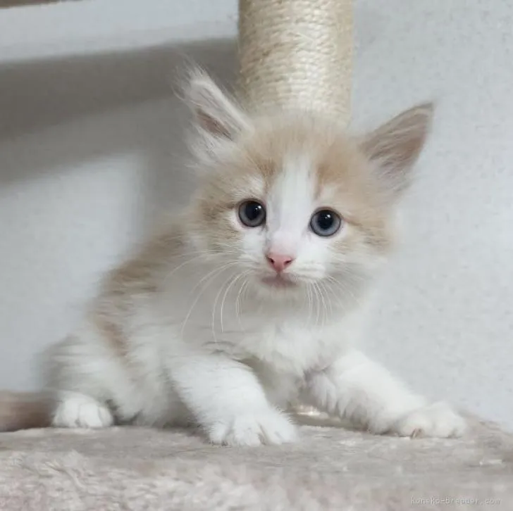 ID:2208-01231の子猫