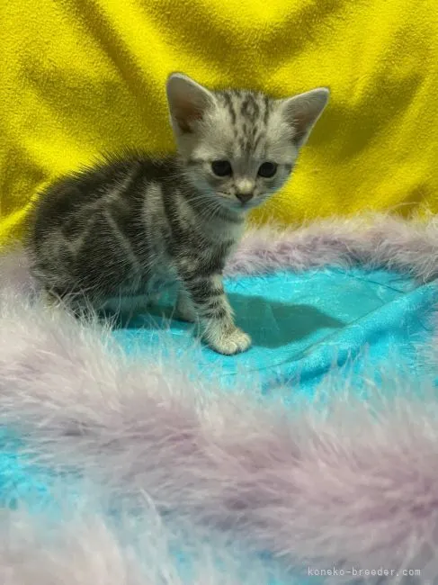 ID:2206-00494の子猫