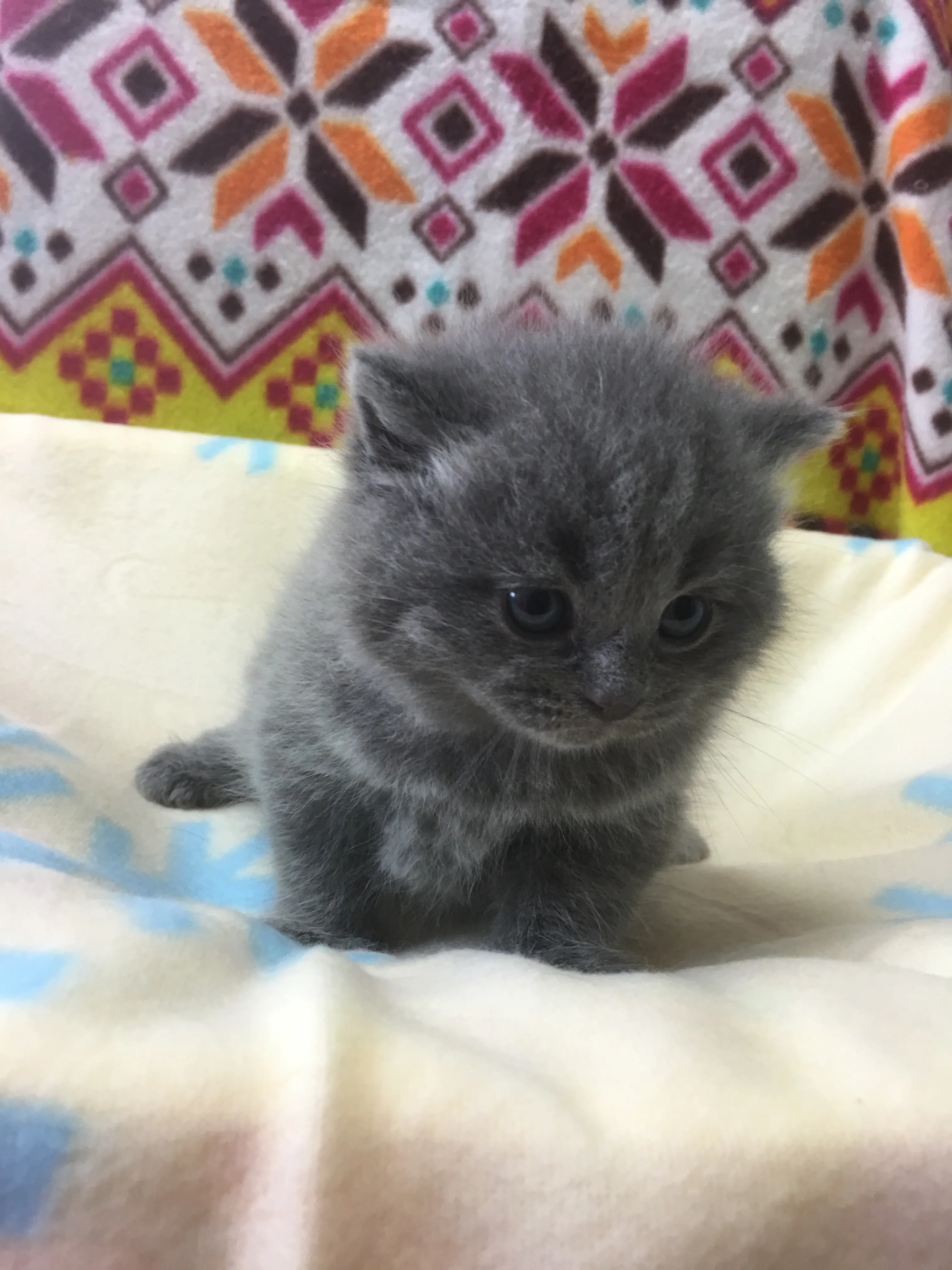 ID:1606-00261の子猫