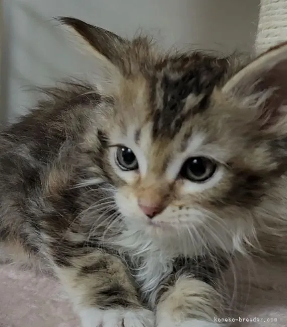 ID：2201-02023の子猫