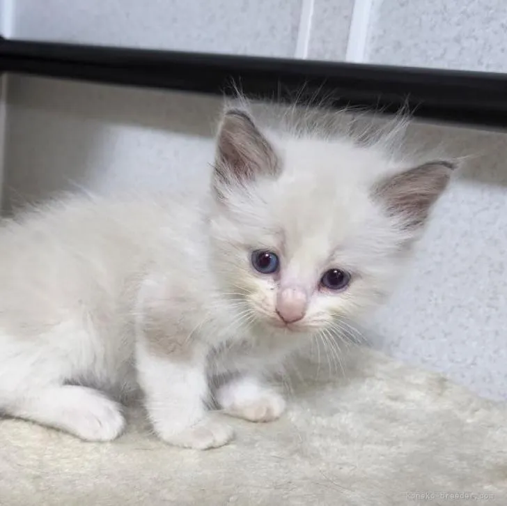 ID:2208-00782の子猫