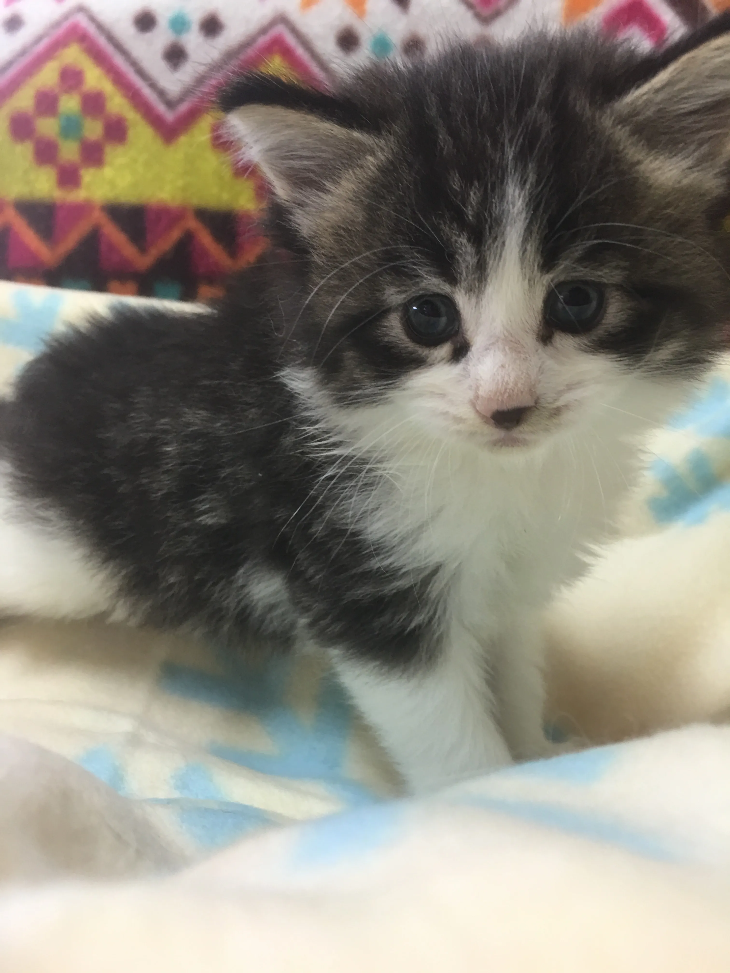 ID:1606-00567の子猫