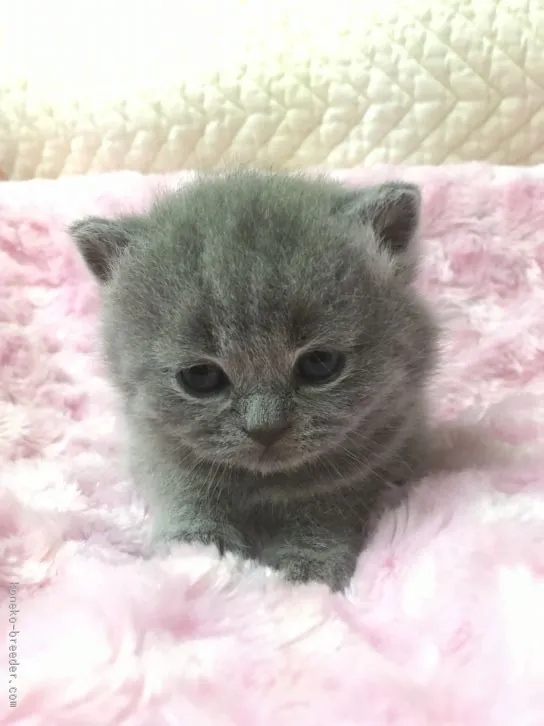 ID：1602-00235の子猫