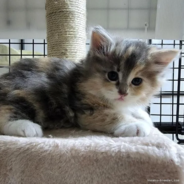 ID：2210-02484の子猫