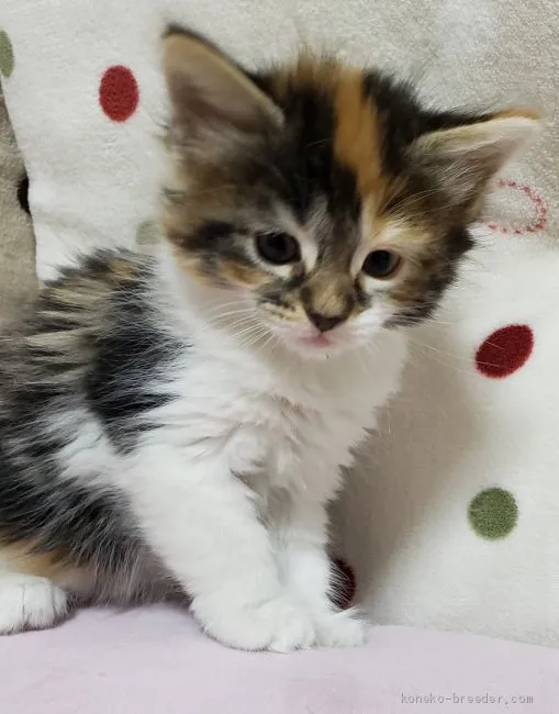 ID:1912-01223の子猫