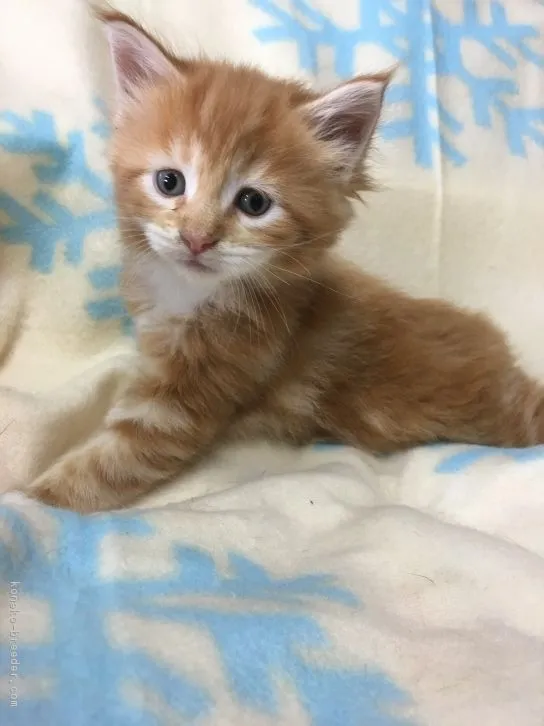 ID:1611-00040の子猫