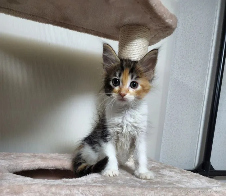 ID：2205-01175の子猫