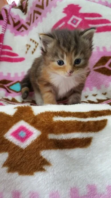 ID:1505-00657の子猫