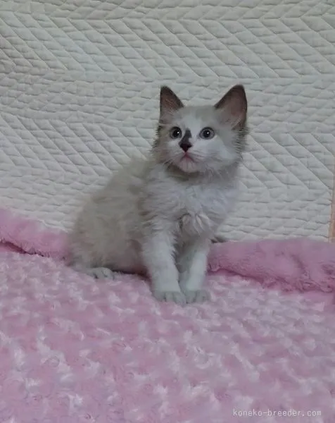 ID：1507-00604の子猫