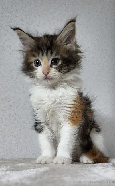 ID：2206-00027の子猫