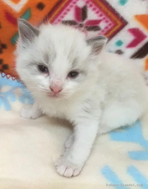 ID:1608-00381の子猫