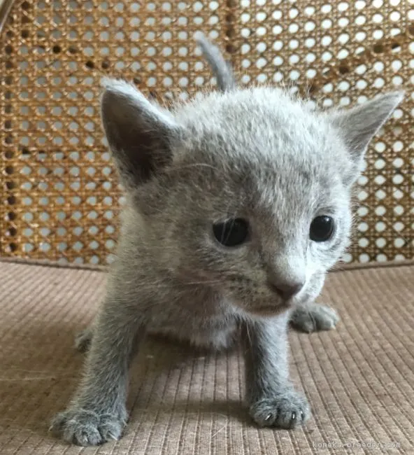 ID:1607-00570の子猫