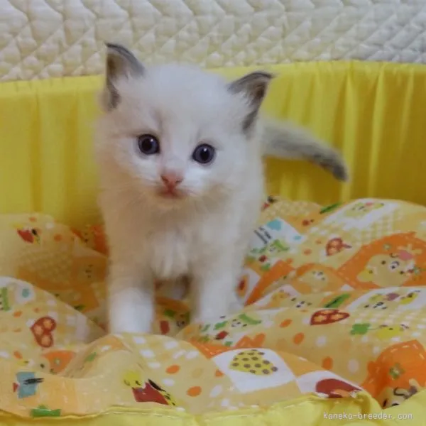 ID：1510-00534の子猫
