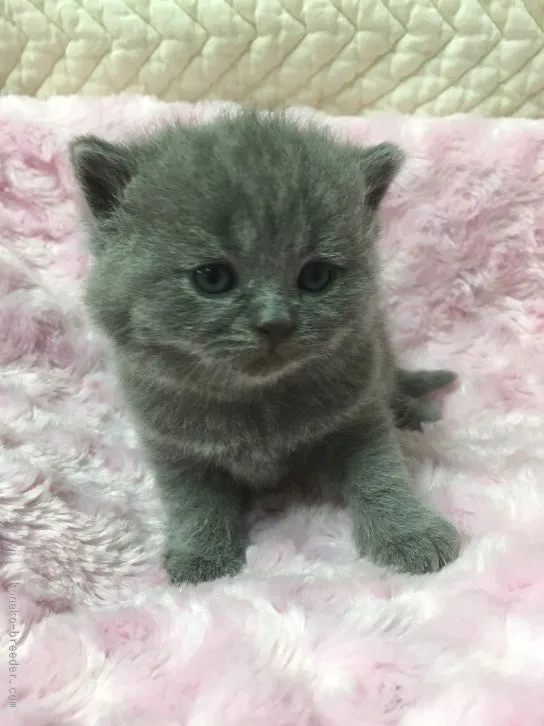 ID：1602-00234の子猫