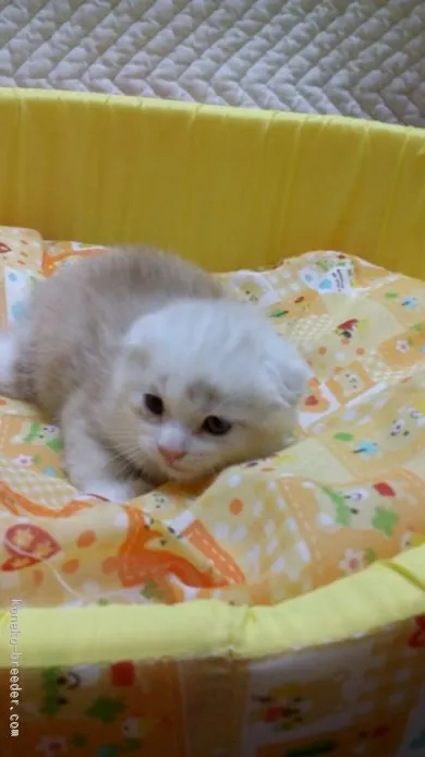 ID:1510-00045の子猫