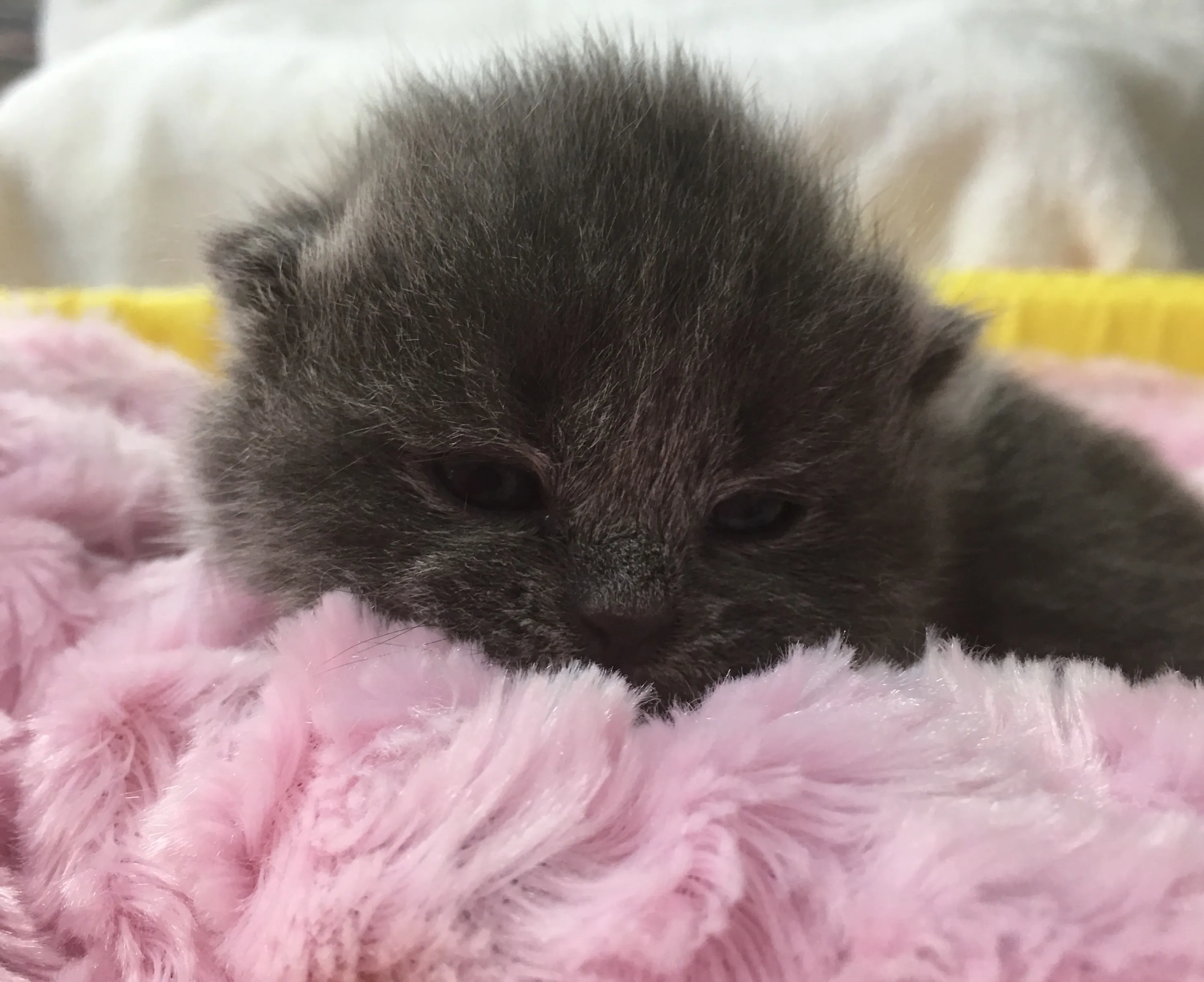 ID:1606-00258の子猫