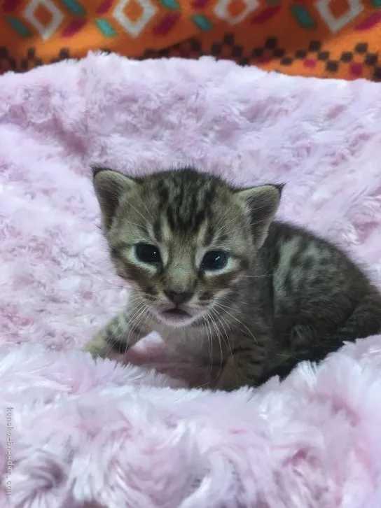 ID:1606-00257の子猫