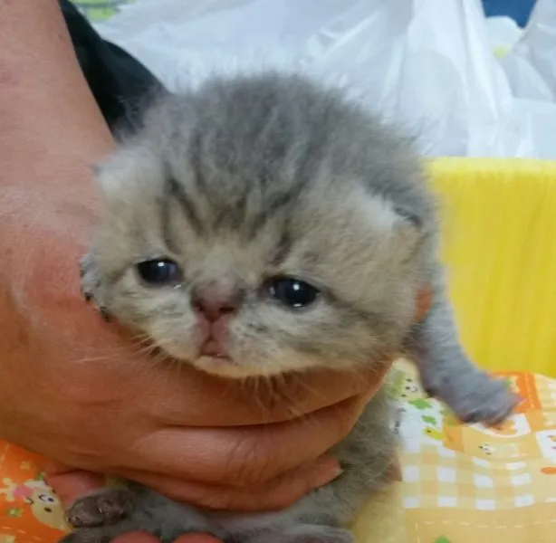 ID：1506-00033の子猫