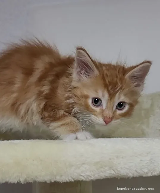 ID:2201-02029の子猫