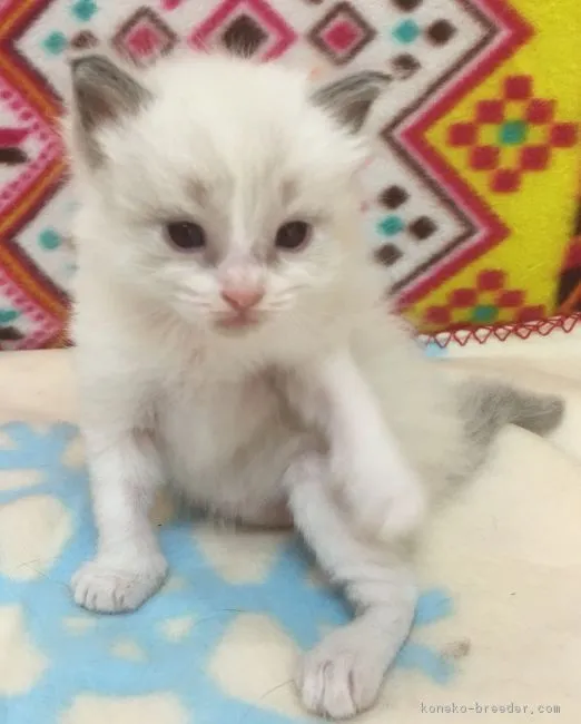 ID:1608-00382の子猫
