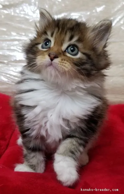 ID:1711-00869の子猫