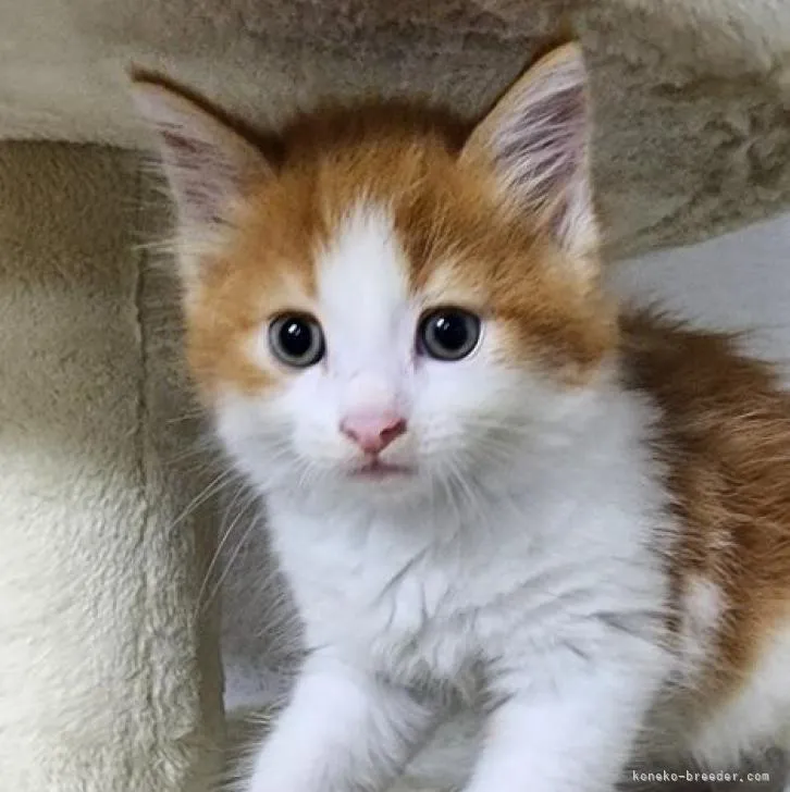 ID:2207-02294の子猫