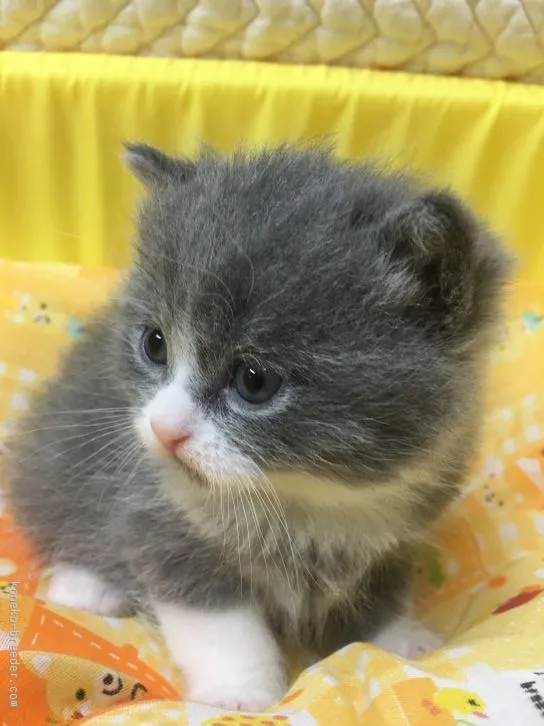 ID：1602-00236の子猫