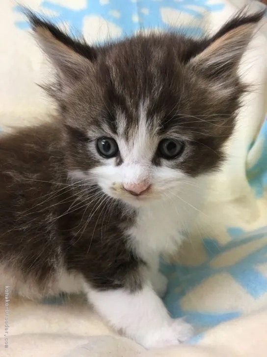 ID：1611-00039の子猫