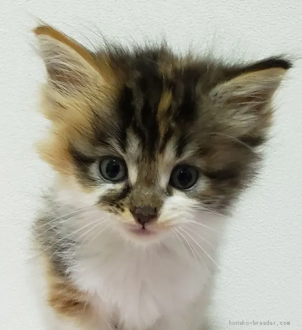 H.K 様のお迎えした子猫