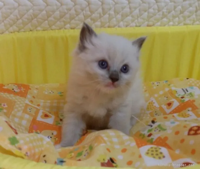 りん 様のお迎えした子猫