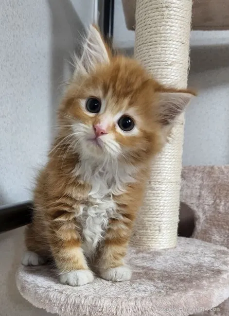 ID：2206-00901の子猫