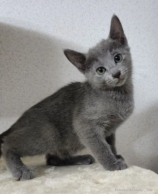 ID:2206-02646の子猫