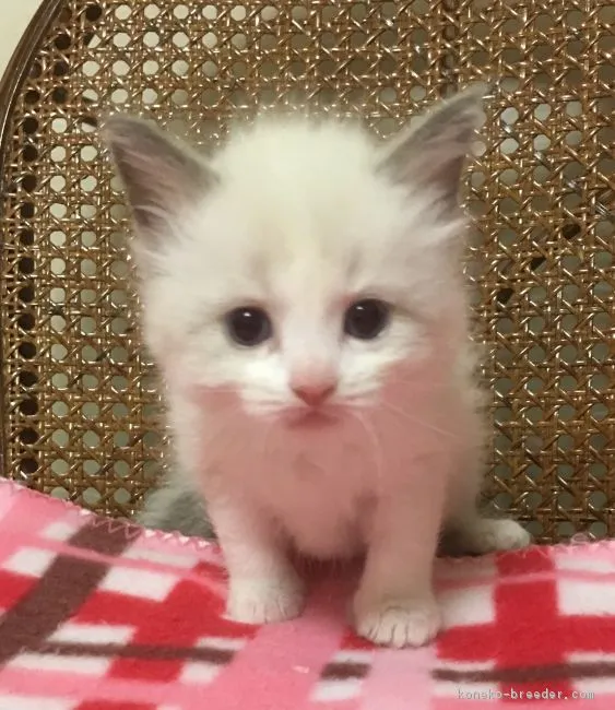 ID:1607-00876の子猫