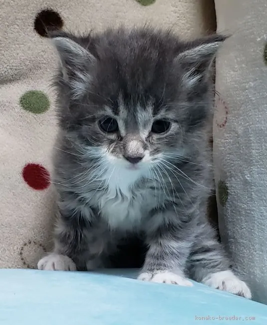K 様のお迎えした子猫