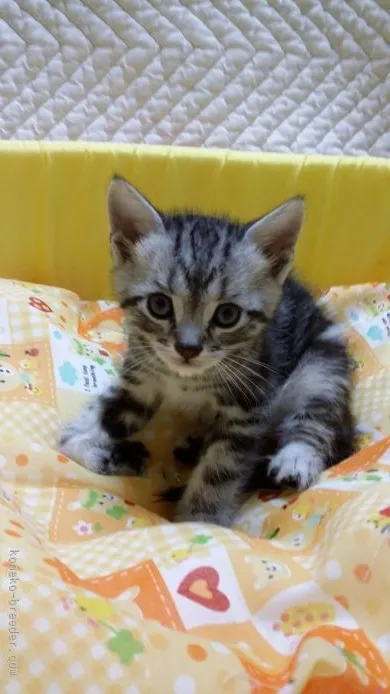 ID:1510-00046の子猫