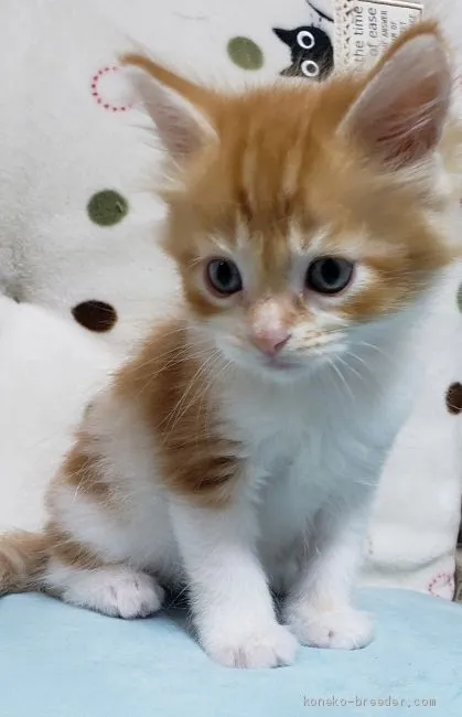 ID：2006-01653の子猫