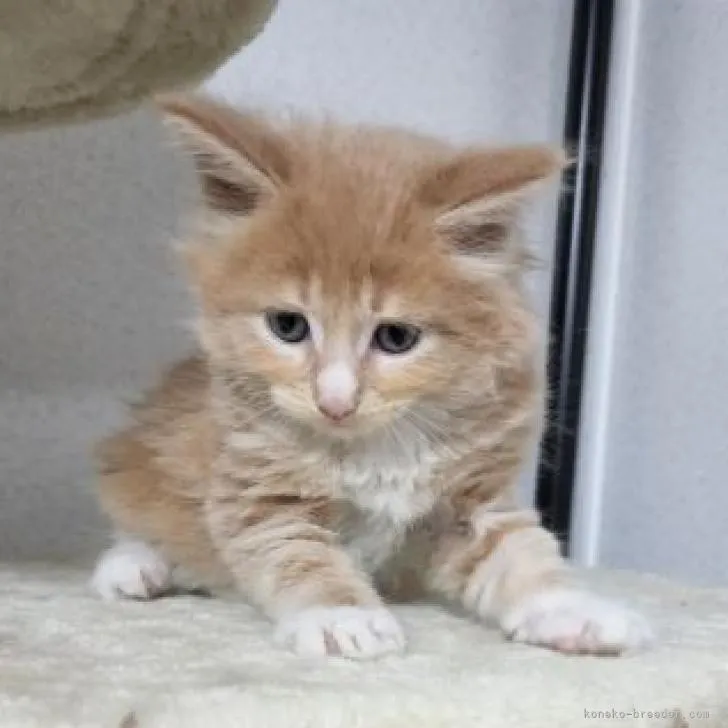 ID:2210-02298の子猫