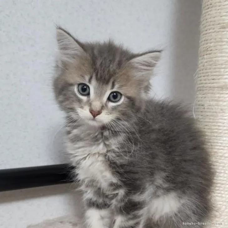 ID:2208-02536の子猫