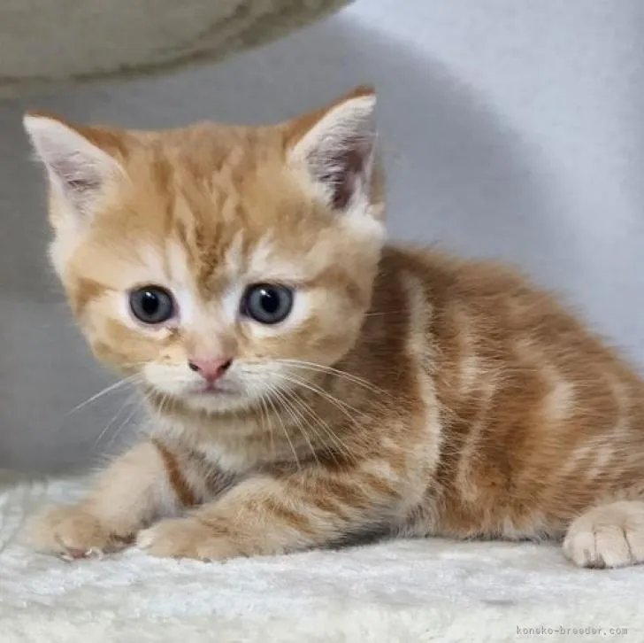 ID:2207-00400の子猫