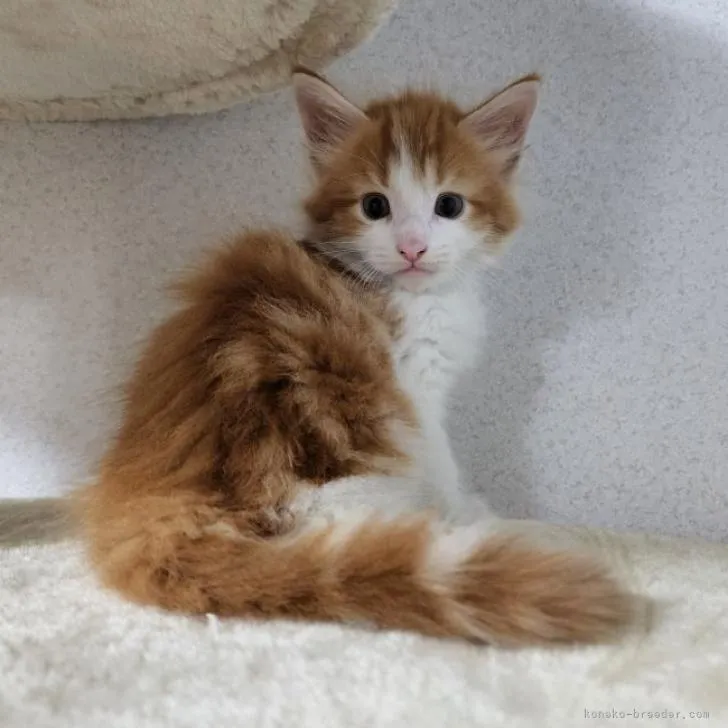 れんじ 様のお迎えした子猫