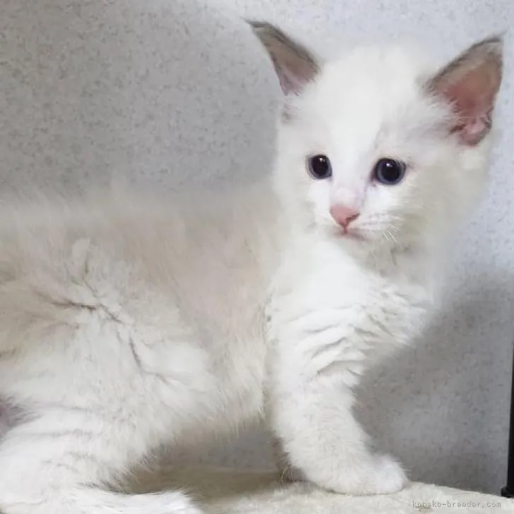 ID:2207-01471の子猫