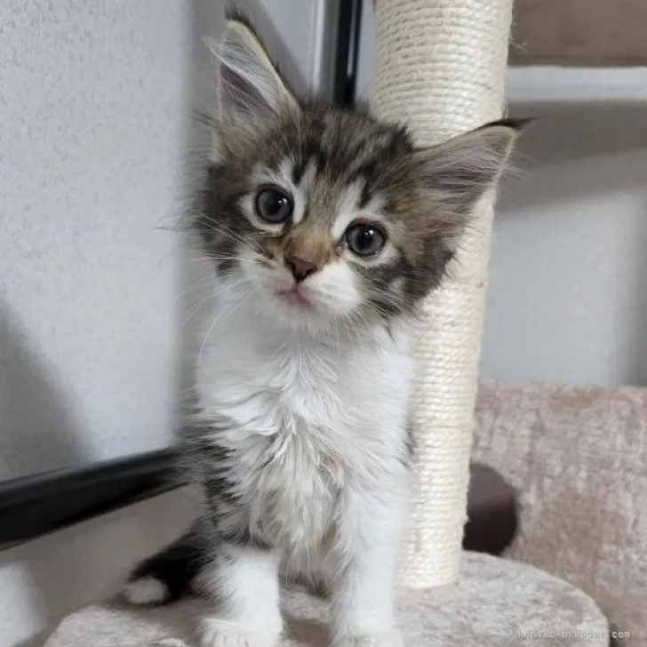 ID:2206-00891の子猫