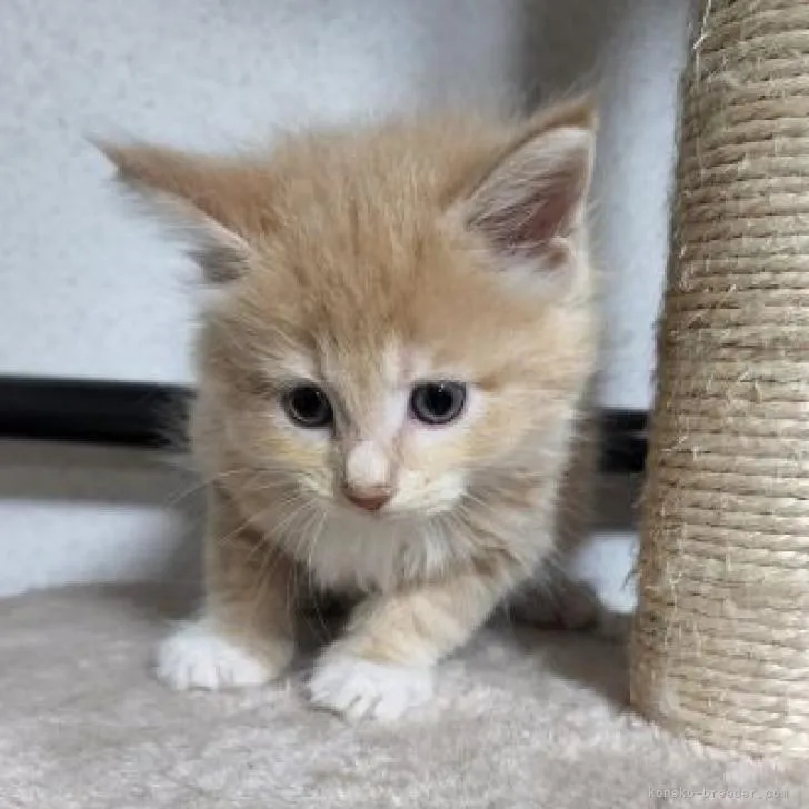 ID：2210-02293の子猫