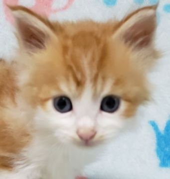 メインクーン【千葉県・男の子・2019年9月24日・レッドタビー&ホワイト】の写真「甘えん坊な男の子！」
