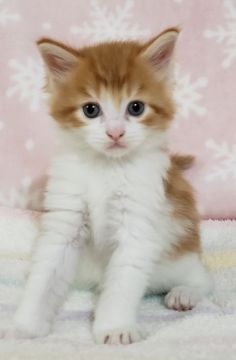 メインクーン【千葉県・男の子・2020年5月24日・レッドタビー&ホワイト】の写真「しっかりとした顔立ちのハンサム君。」