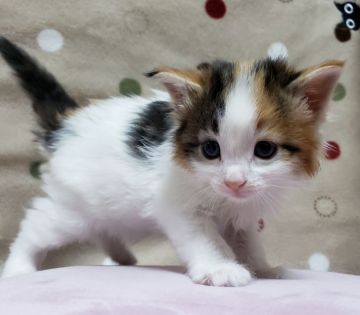 サイベリアン【千葉県・女の子・2020年3月21日・キャリコ】の写真「とても可愛い女の子です。」